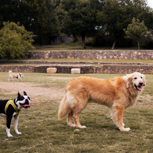 Two dogs, a Boston Terrier and Golden Retriever, at a dog park