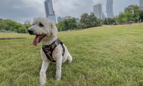 a dog outdoors with a city in the background