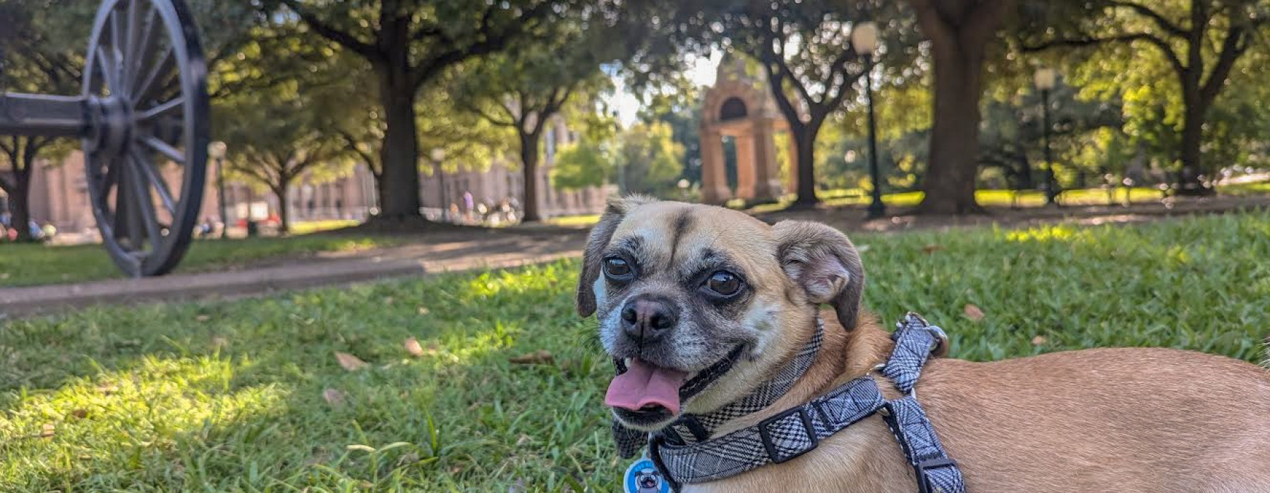 The Shoal is Pet Friendly!