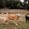 Dogs playing in a grassy park with stone seating